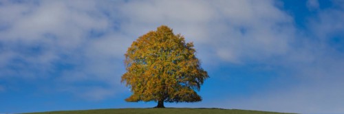 Common beech (Fagus sylvatica), in autumn, solitary tree near Rieden am Forggensee, Ostallgaeu,