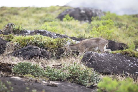 Nilgiri tahr (Nilgiritragus hylocrius, until 2005 Hemitragus hylocrius) or endemic goat species in