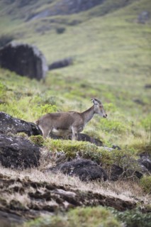 Nilgiri tahr (Nilgiritragus hylocrius, until 2005 Hemitragus hylocrius) or endemic goat species in