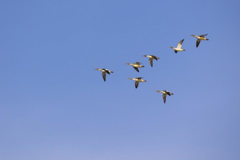 Red-breasted Merganser (Mergus serrator), small flock in flight in V-formation, Laanemaa, Estonia,