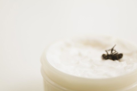 Close-up of dead Musca domestica, Common House Fly in plastic container of white ointment, Studio
