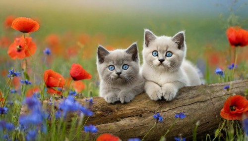 KI generated, animal, animals, mammal, mammals, cat, felidae (Felis catus), two kittens resting on
