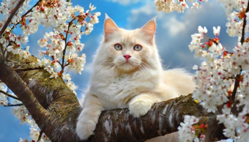 Ai generated, animal, animals, mammal, mammals, cat, cats, Maine-Coon-Cat, Main, Coon, Felis