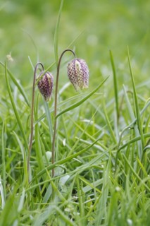Charming chequerboard flower, spring, Germany, Europe