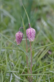Charming chequerboard flower, spring, Germany, Europe