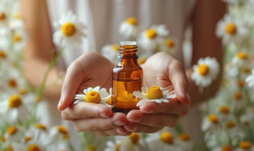 Hands holding bottle of chamomile essential oil, organic cosmetic, beauty in nature, closeup view