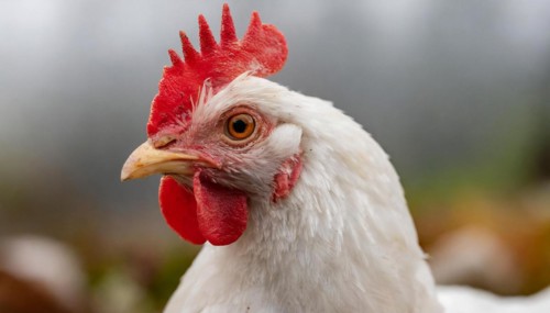 Agriculture, Animals, Chickens, Portrait of a white hen, Chicken, AI generated, AI generated