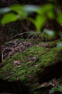 Moss-covered stone in a dark forest, Neubeuern, Germany, Europe