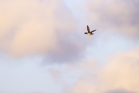Common goldeneye (Bucephala clangula), adult female in flight, Laanemaa, Estonia, Europe