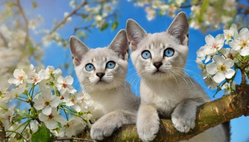 KI generated, animal, animals, mammal, mammals, cat, felidae (Felis catus), two kittens resting in