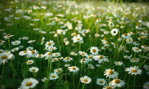 Chamomile plant growing in a garden, spring nature background AI generated