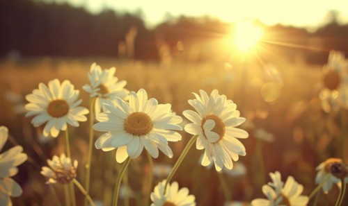 Daisies in a field at sunset, fields and meadows, spring nature background AI generated