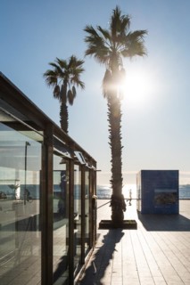 Promenade at the old harbour with palm trees in Barcelona, Spain, Europe