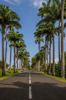 The famous palm avenue l'Allee Dumanoir. Landscape shot from the centre of the street into the