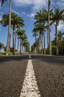 The famous palm avenue l'Allee Dumanoir. Landscape shot from the centre of the street into the