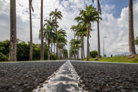 The famous palm avenue l'Allee Dumanoir. Landscape shot from the centre of the street into the