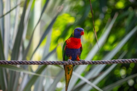 Portrait of a loris, parrot. Beautiful shot of the animals in the forest on Guadeloupe, Caribbean,