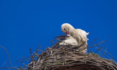 Stork (ciconia) in the nest on the roof of the town hall, Tangermuende, Saxony-Anhalt, Germany,