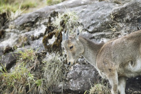 Nilgiri tahr (Nilgiritragus hylocrius, until 2005 Hemitragus hylocrius) or endemic goat species in