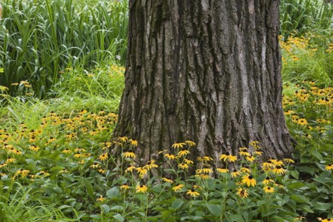 Close-up of large deciduous tree trunk with scaly dark grey bark and underplanted with yellow