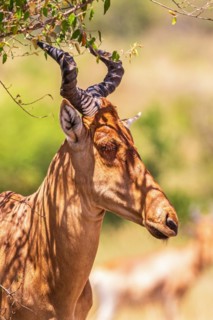 Hartebeest (Alcelaphus buselaphus) in the shade of a bush on the savanna in Africa, Maasai mara