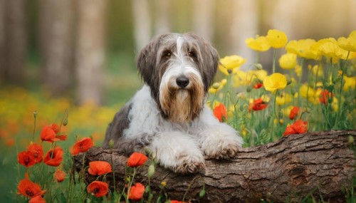 Ai generated, animal, animals, mammal, mammals, a, single animal, bobtail, (Canis lupus