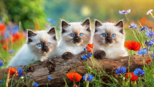 KI generated, animal, animals, mammal, mammals, cat, felidae (Felis catus), three cats resting on a