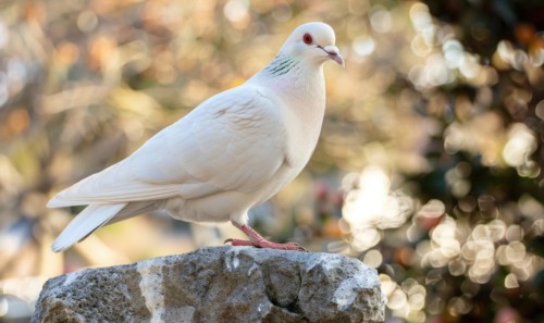 Close-up of a majestic white pigeon perched on a stone ledge AI generated