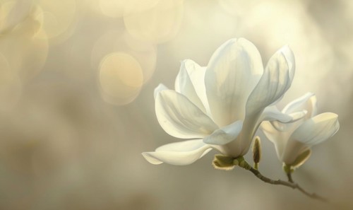 Close-up of a delicate magnolia blossom against a soft blurred background, floral background AI
