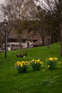 Daffodils (Narcissus) blooming in a meadow with chickens, Neubeuern, Germany, Europe