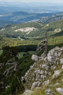 Pollino national park, Pinus heldreichii, italy