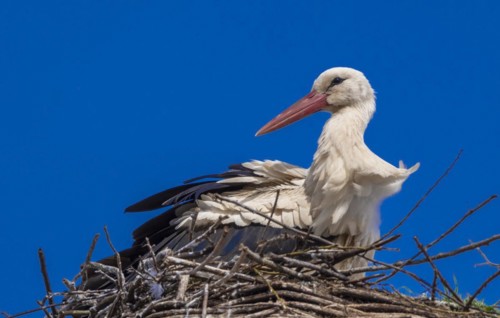 Stork (ciconia) in the nest on the roof of the town hall, Tangermuende, Saxony-Anhalt, Germany,