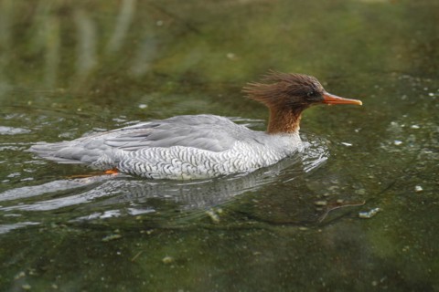 Scaly-sided merganser (Mergus squamatus), Merganser