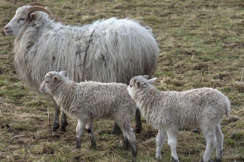 Horned moorland sheep (Ovis aries) with their lambs on the pasture, Mecklenburg-Western Pomerania,