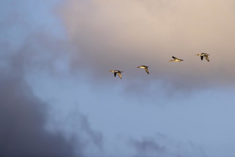 Red-breasted Merganser (Mergus serrator), small flock in flight, Laanemaa, Estonia, Europe
