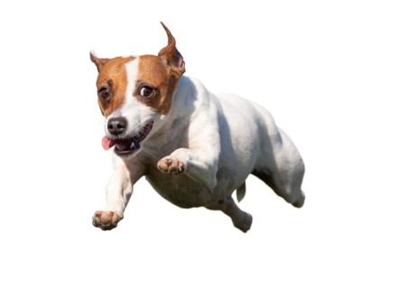 Happy jack russell terrier puppy dog flying up in the air isolated on white
