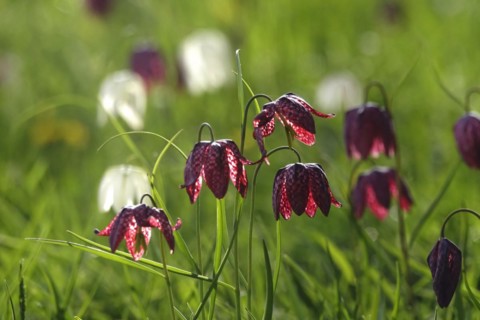 Enchanting chequerboard flowers, April, Germany, Europe