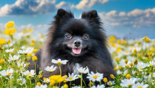 KI generated, animal, animals, mammal, mammals, one, single animal, dwarf spitz, Spitz, (Canis