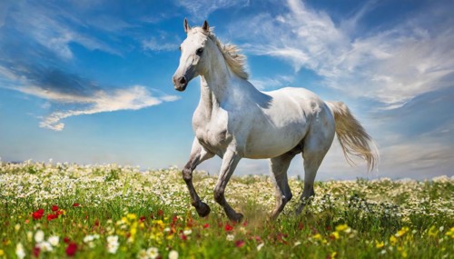 KI generated, A horse, horses, Arabian, in front of a blue sky, thoroughbred Arabian, AV, Arabian