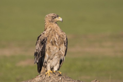 Juvenile Iberian Eagle, Spanish Imperial Eagle (Aquila adalberti) and european magpie (Pica pica),