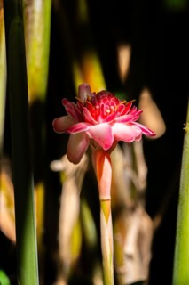 Jardin Botaniqu de Deshaies, botanical garden with flora and fauna in Guadeloupe, Caribbean, French