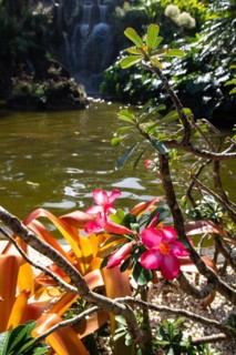 Jardin Botaniqu de Deshaies, botanical garden with flora and fauna in Guadeloupe, Caribbean, French