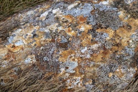 Lichens and fungi on stone, Snowdonia National Park near Pont Pen-y-benglog, Bethesda, Bangor,