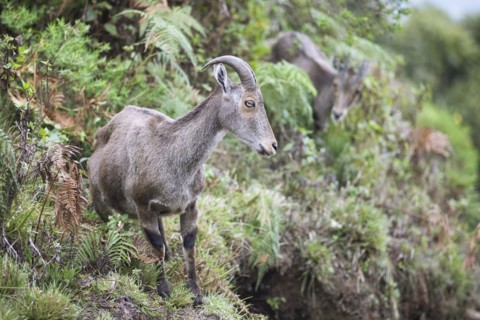 Nilgiri tahr (Nilgiritragus hylocrius, until 2005 Hemitragus hylocrius) or endemic goat species in