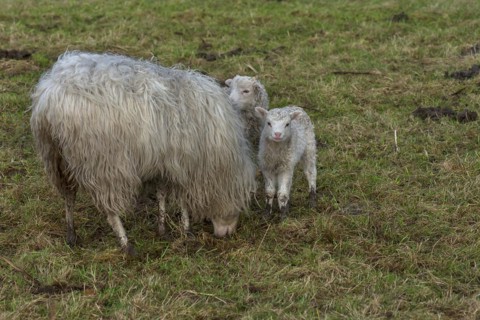 Moorland sheep (Ovis aries) with their lambs on the pasture, Mecklenburg-Western Pomerania,