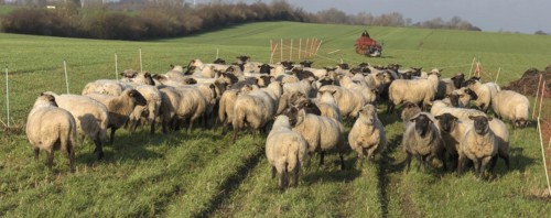 Black-headed domestic sheep (Ovis gmelini aries) waiting in the pen for the new pasture, behind