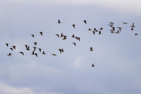 Long-tailed duck (Clangula hyemalis), small flock in flight, Laanemaa, Estonia, Europe