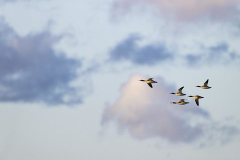 Red-breasted Merganser (Mergus serrator), small flock in flight, Laanemaa, Estonia, Europe