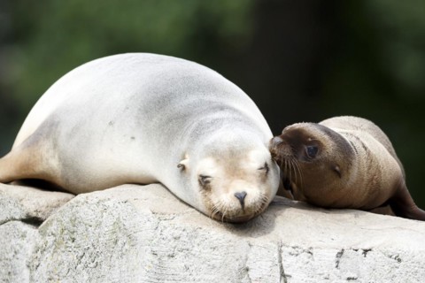 California sea lion (Zalophus californianus), An adult sea lion and a juvenile showing love and