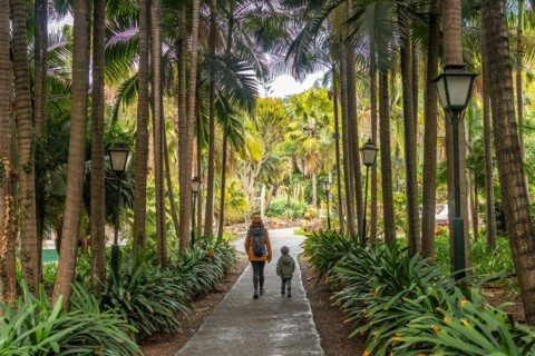 A mother with her son walking in a tropical botanical garden with many palm trees, family vacation
